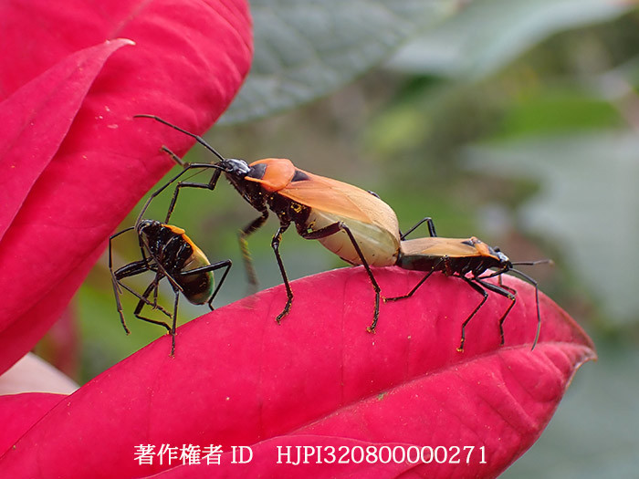 食べながら交尾していたサシガメ  Dindymus sp.