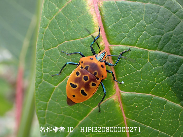 アカギカメムシの仲間　Cantao　sp.