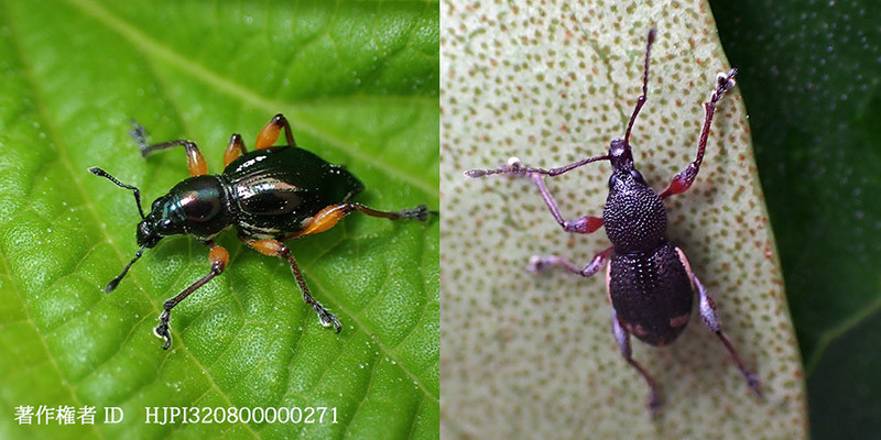 カタゾウムシの一種　Sphenomorpha Sp.