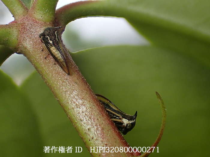 ツノゼミの一種　Eufrenchia sp.