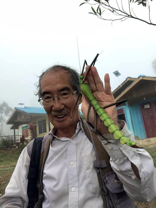 巨大なナナフシ　Macrophasma lyratus