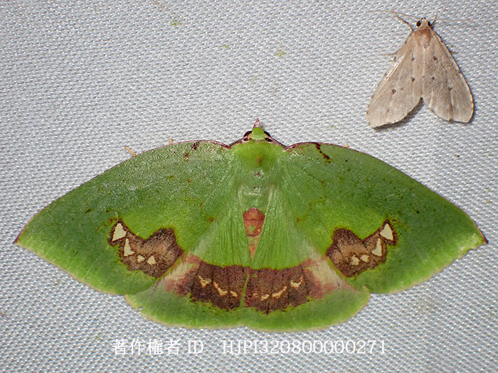 珍しそうなアオシャク　Oenochlora　sp.?