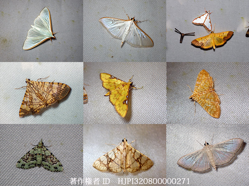 メイガの多様性2　Pyralidae from west papua 2