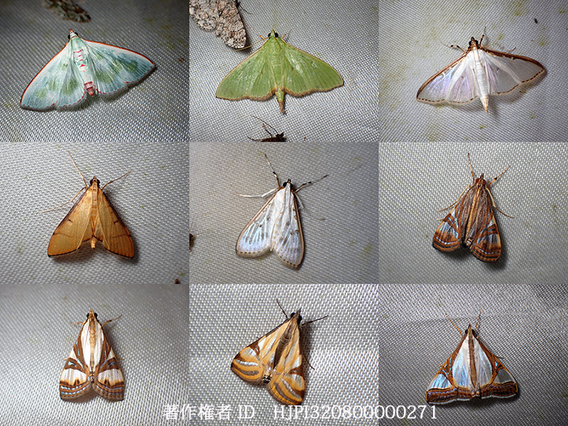 メイガの多様性3　Pyralidae from west papua 3