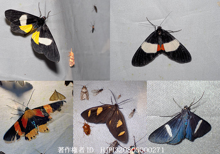 美しいシャクガの仲間　Ennominae