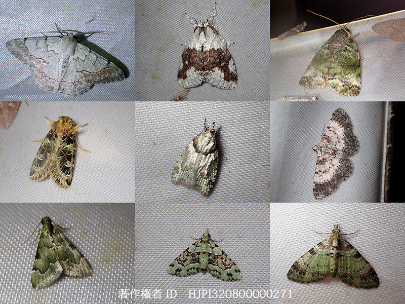 苔の生えた木に似たガたち