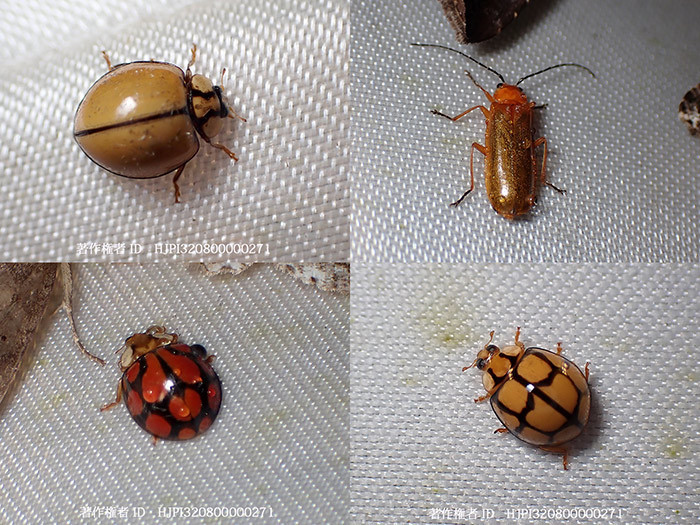 テントウムシの仲間など