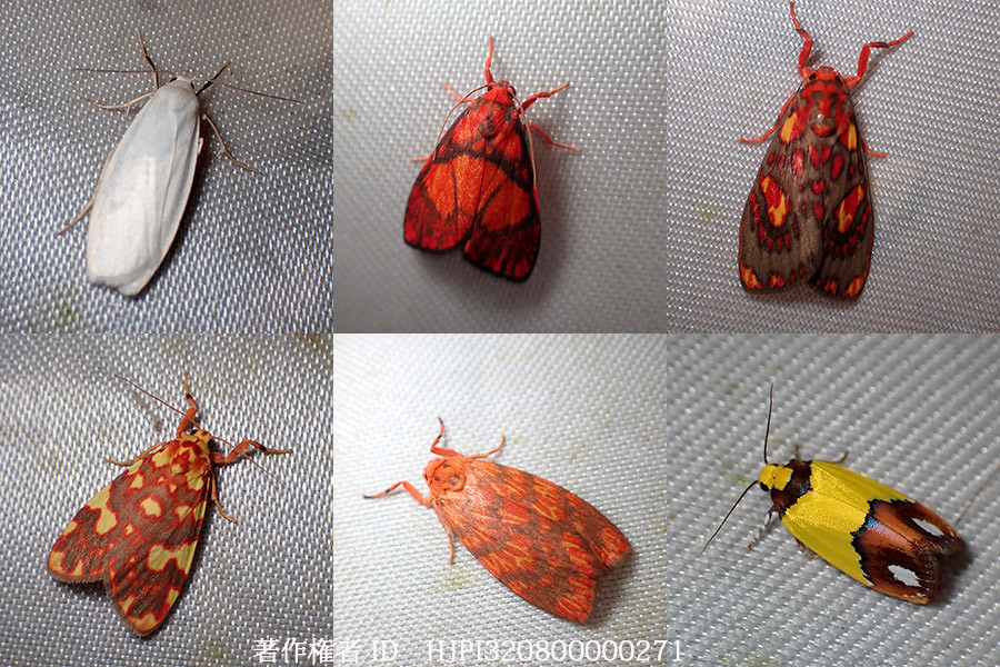 コケガの仲間　Lithosiinae