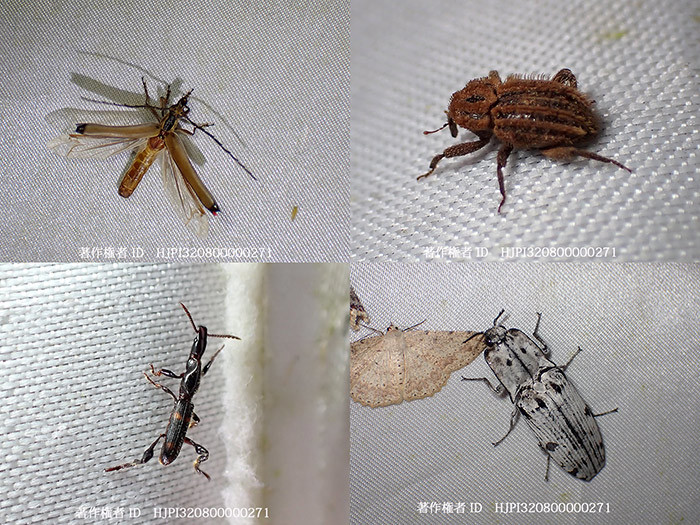 灯火に飛来したカミキリムシやゾウムシ