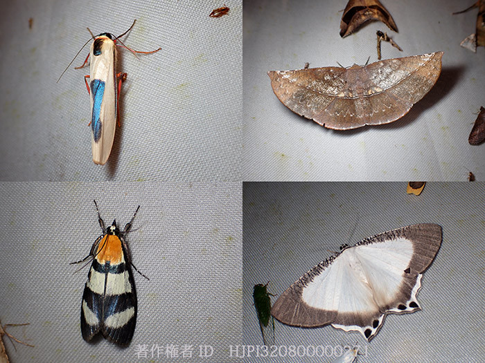 明後日からペルーへ