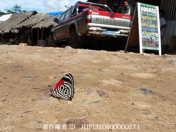 今日からペルーへ　クリメナウラモジタテハ　Diaethria clymena