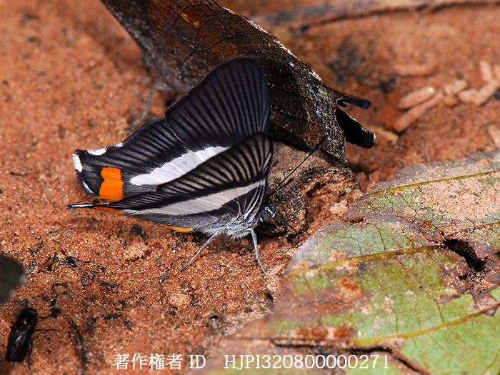 シロスジジシジミタテハ　Siseme neurodes