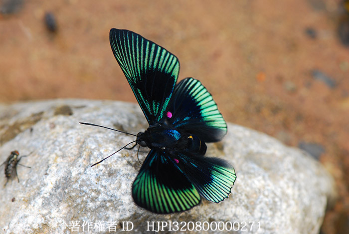 イナズマシジミタテハ　Lyropteryx apollonia