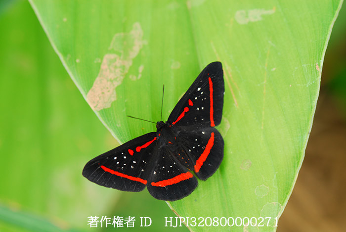 ベニスジシジミタテハ　Amarynthis meneria