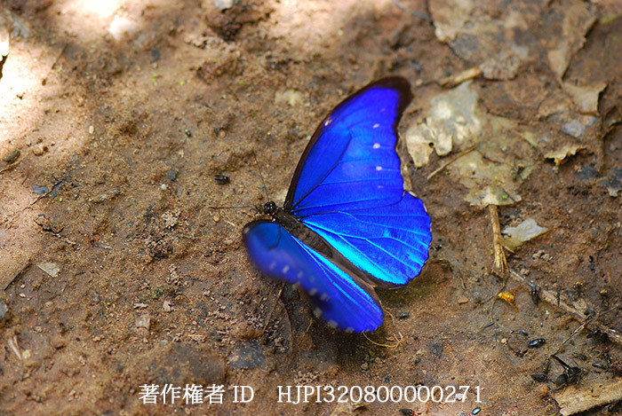 カキカモルフォ　Morpho rhetenor　cacica
