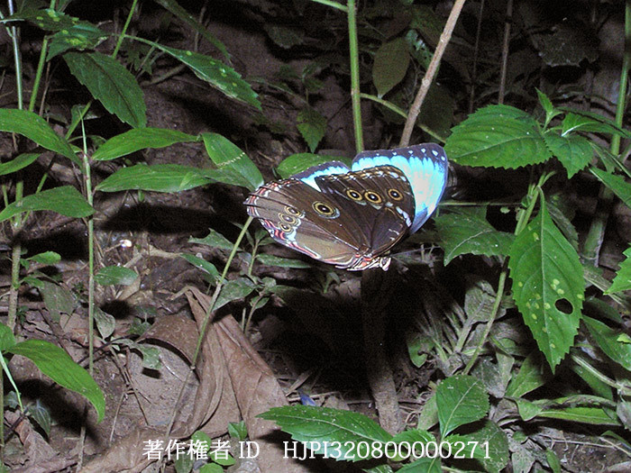 ヘレノールモルフォ　Morpho helenor