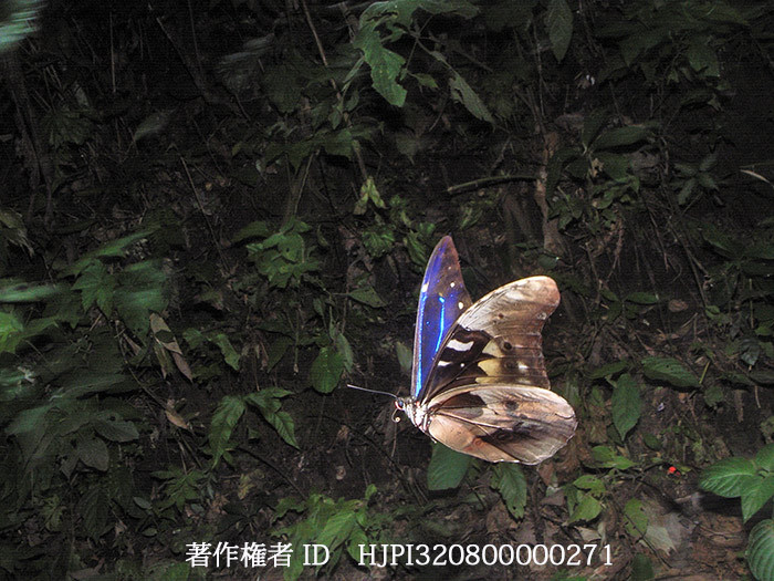 カキカモルフォ　Morpho rhetenor　cacicaの飛翔