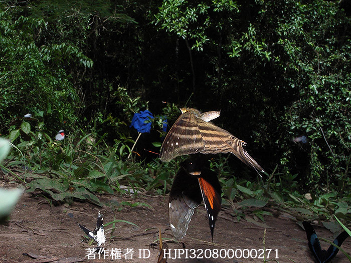 キロンツルギタテハの飛翔　Marpesia chiron