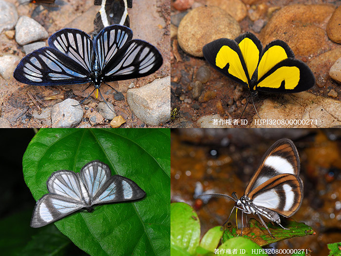 昼行性のガの擬態