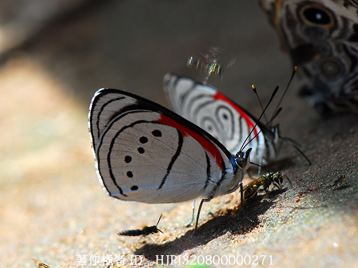 ウラギンスジタテハ　Perisama vanika