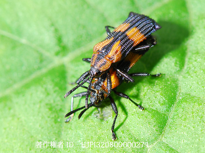 ペルーのベニボタルに似たトゲハムシの交尾　Uroplata sp.