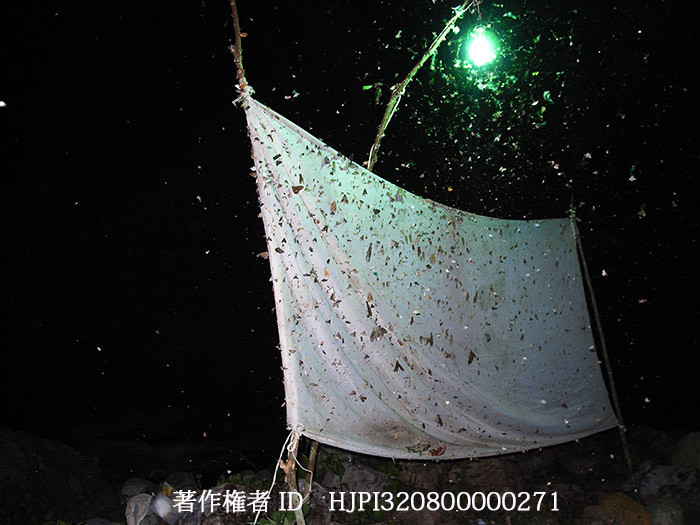 ライトトラップ