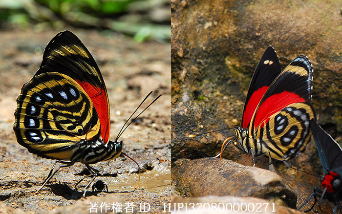 ミイロタテハは毒がある？　Agrias amydon