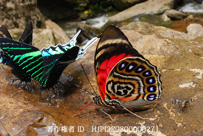 クラウディーナミイロタテハ　Agrias claudina lugens