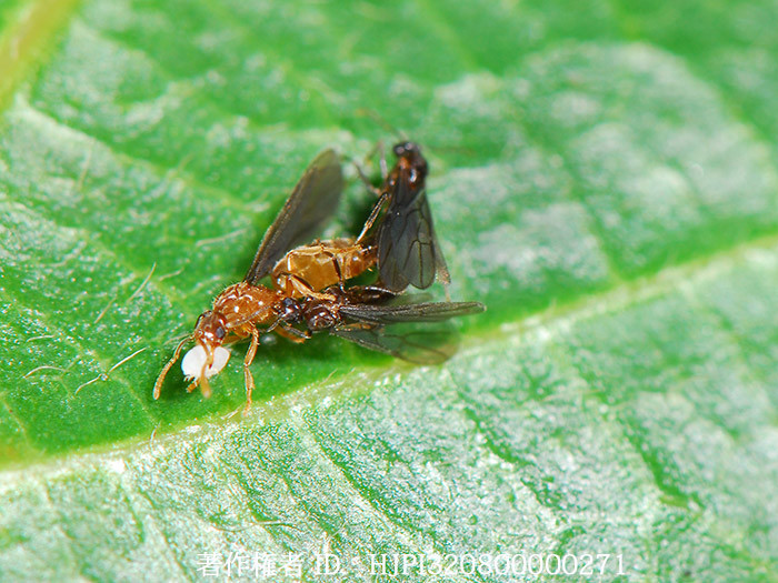 ミツバアリとアリのタカラ　Acropyga sp.