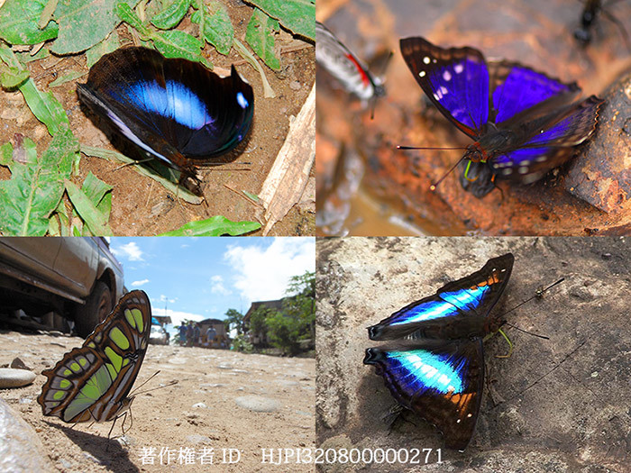 吸水に集まるタテハチョウ（ペルー）