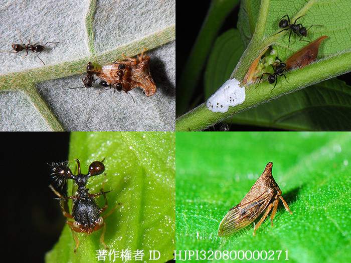 アリカツギツノゼミ　ツノゼミの仲間3　ペルー