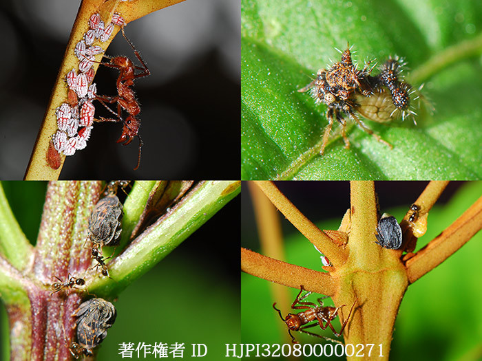 ムシクソツノゼミ　ツノゼミの仲間2　ペルー