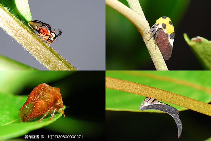 ペルーのツノゼミの仲間1