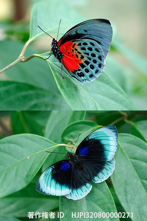 ベアタミイロタテハ　Agrias　beatifica