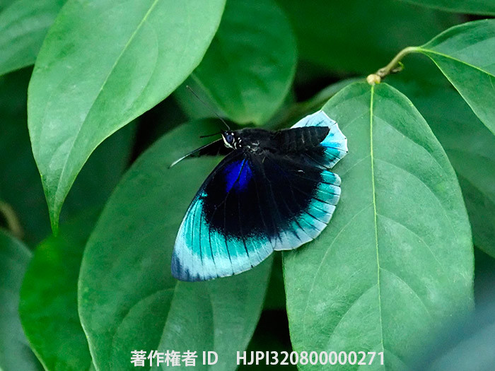 ベアタミイロタテハの飛翔　Agrias　beatifica