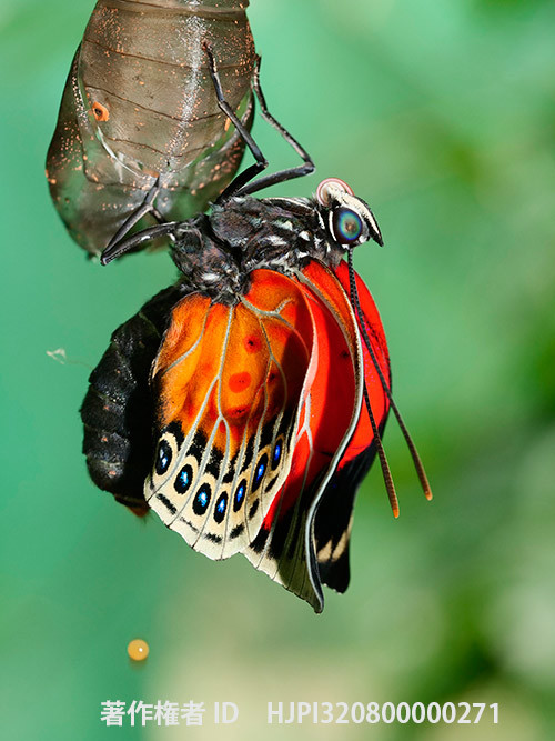 翅を伸ばすベアタミイロタテハとクラウディーナミイロタテハの雑種 Agrias　beatifica X Agrias claudina