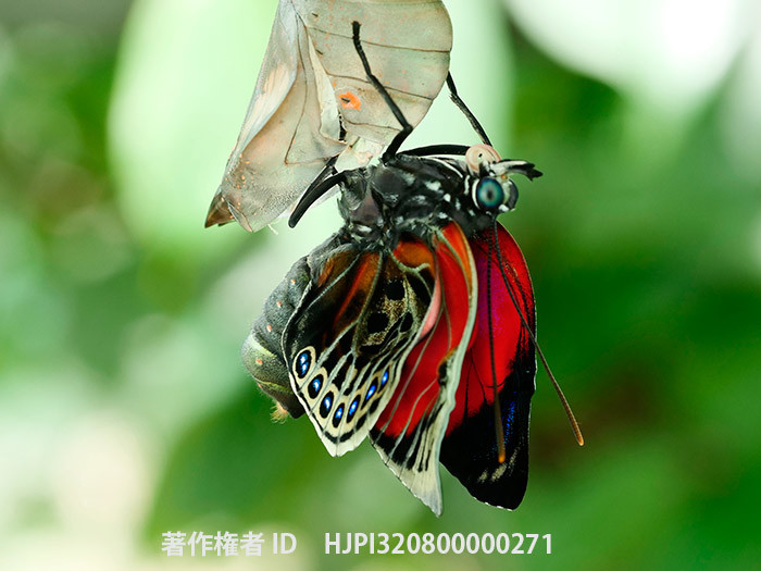 ベアタミイロタテハとクラウディーナミイロタテハの雑種の個体変異 Agrias　beatifica X Agrias claudina