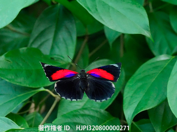 ベアタミイロタテハとクラウディーナミイロタテハの雑種の飛翔