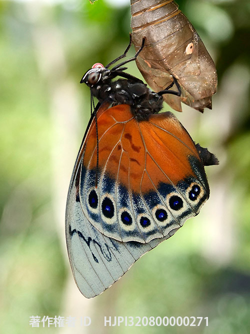 ルリオビタテハとベアタミイロタテハの雑種　Agrias　beatifica X Prepona sp.