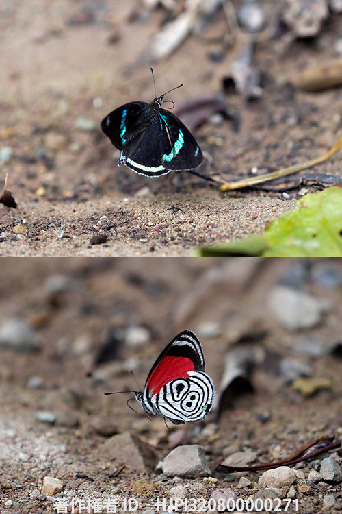 ウラモジタテハ　Diaethria clymena