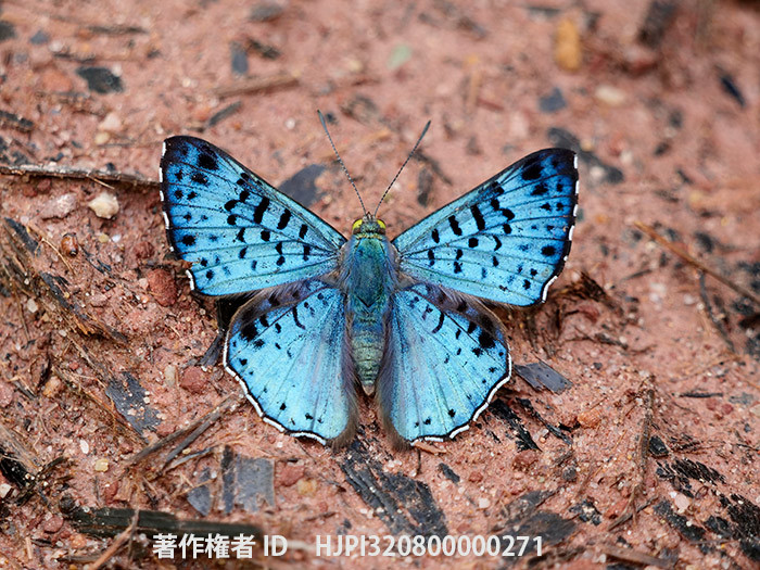 サファイアシジミタテハ　Lasaia agesilas