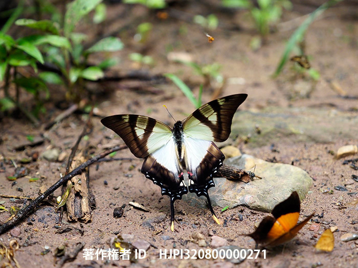 セルビレタイマイ　Eurytides serville