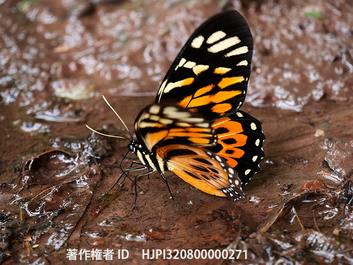 マルバネアゲハ　Pterourus zagreus