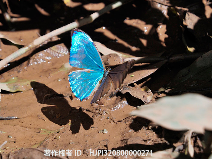 オーロラモルフォ　 Morpho aurora