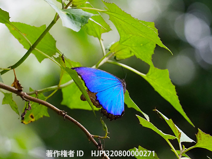 ディディウスモルフォ　Morpho didius
