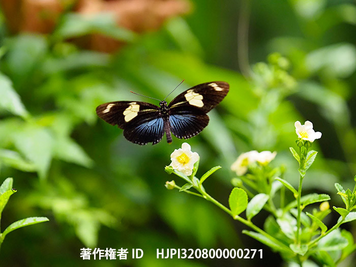 ドリスドクチョウの飛翔　Heliconius doris