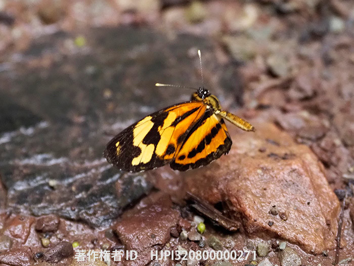 トンボマダラの仲間の飛翔　Hypothyris sp.