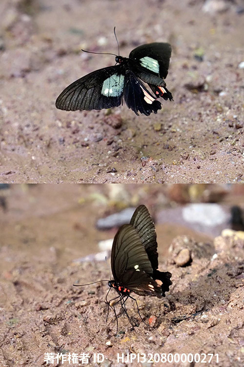 マエモンジャコウアゲハ　Parides sp.