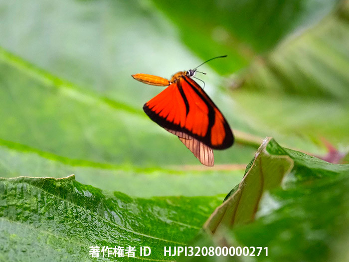 ヒメチャイロドクチョウの飛翔　Eueides aliphera