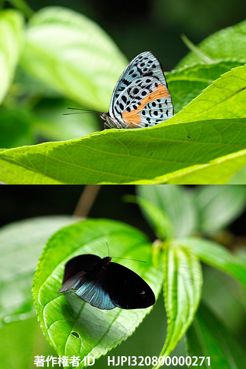 クロロホアアイイロタテハ　Eunica chlororhoa